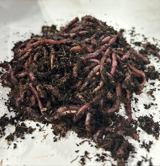 EUROPEAN NIGHTCRAWLERS
